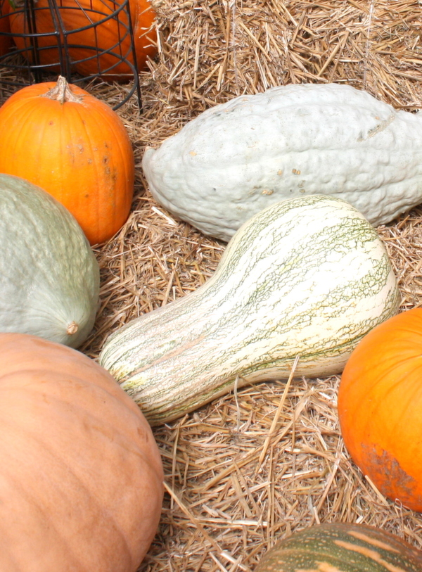 fall pumpkins and gourds, gardening, seasonal holiday decor, Pumpkin and Gourds