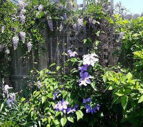 my wisteria vines, gardening