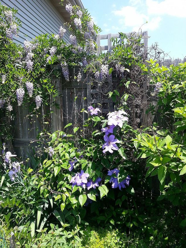 my wisteria vines, gardening
