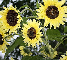 practically care free flowers as well as beautiful amp show stoppers, flowers, gardening, perennials, White Yellow Sunflower Tree Mixture Easily Quickly Grown By seed Will last to late fall to Frost