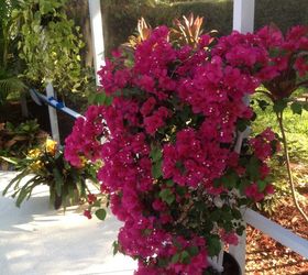love gardening in florida, This bougainvillea is so beautiful this year