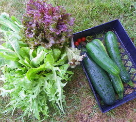 my garden s, gardening, Zuke cuke and lettuce