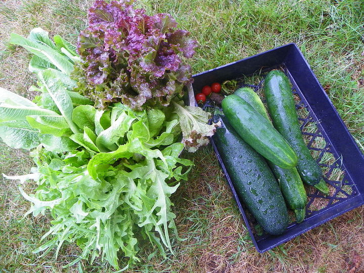 my garden s, gardening, Zuke cuke and lettuce