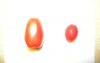 Grape tomato