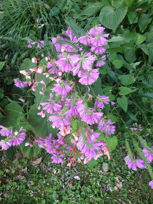 please help with plant id, flowers, gardening, Flower 3