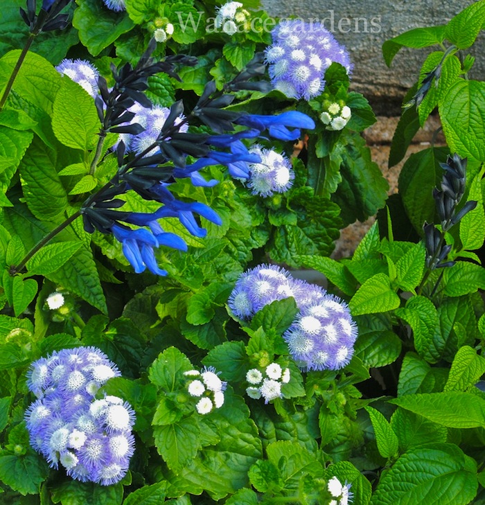 plantas patriticas para una fiesta del 4 de julio patritico vidaurbana, Ageratum azul y Saliva Midnight hablando del cielo azul