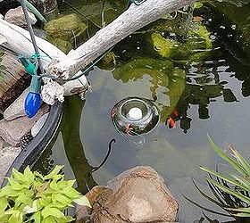 you guy s are never gonna believe what i did with a tequila bottle lol, gardening, ponds water features, repurposing upcycling, The Fish were so Interested in them They poked at them and caused them to move