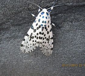 a black and white dots butterfly, pets animals