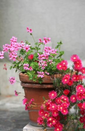 mother s day marks the time to pot up container gardens, container gardening, flowers, gardening, perennials, succulents, Create lasting containers for Mother s Day