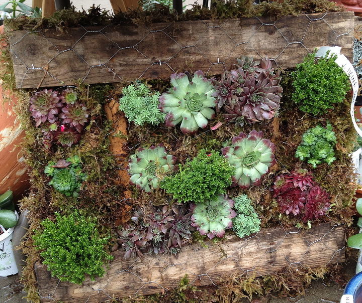 got junk, gardening, repurposing upcycling, succulents, Living pallet wall art