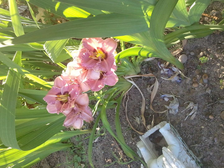 daylilies, gardening