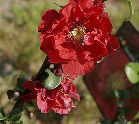 the flowers in my garden so far this spring, flowers, gardening, Quince