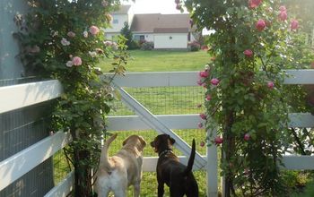 Dogs under the rose arbor.