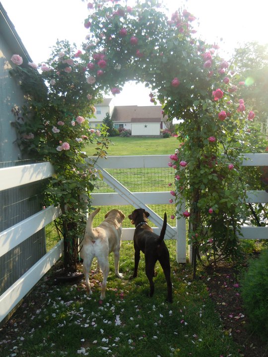 dogs under the rose arbor
