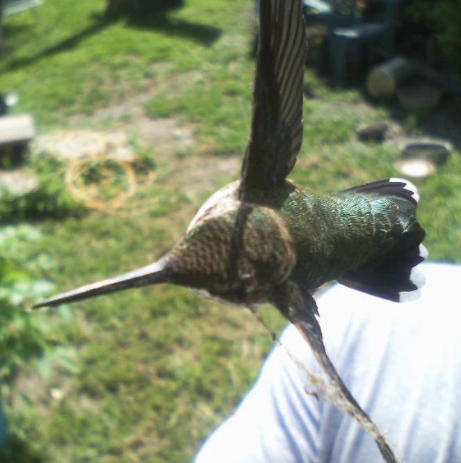 hummingbird caught in spider web, pets animals, I was handing him ty G you can see web on his wings