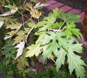 what s wrong with my tree, gardening, Green leaves at end diseased leaves near trunk