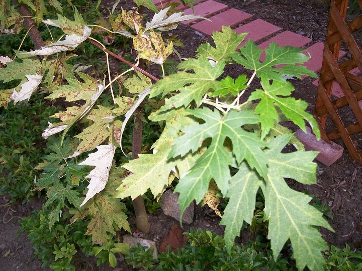 what s wrong with my tree, gardening, Green leaves at end diseased leaves near trunk