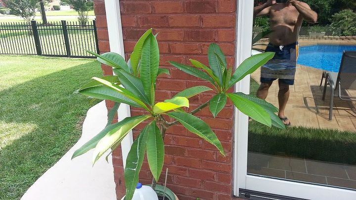 plumerias lots of leaves 2 are very healthy and yet no flowers, flowers, gardening, hibiscus, This one is starting to get eaten by beetles I ll spray and kill them and it should have healthy leaves again