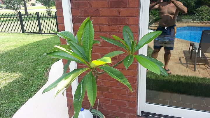 plumerias lots of leaves 2 are very healthy and yet no flowers, This one is starting to get eaten by beetles I ll spray and kill them and it should have healthy leaves again