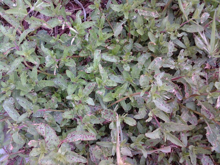 does anyone recognize this plant i m not sure if it s the groundcover i planted, flowers, gardening, Weed or groundcover