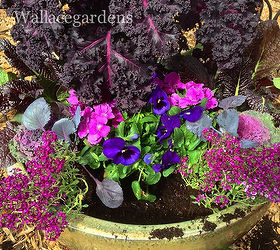 the color purple monochromatic edible container garden, container gardening, flowers, gardening, Here you can see that I ve added the purple pansies the lavender alyssum and tucked in the Brassica Red Delight And we STILL have room for more