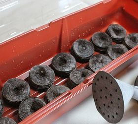 thyme to sow, gardening, You can buy little greenhouse kits like this one above to place your pellets in I usually use long black seeding trays Lay the flat round discs in an even row and add water Add more water as it s quickly wicked up