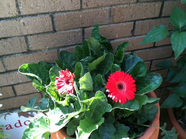 my flower garden this year, flowers, gardening, Gerber Daisy 3 years old