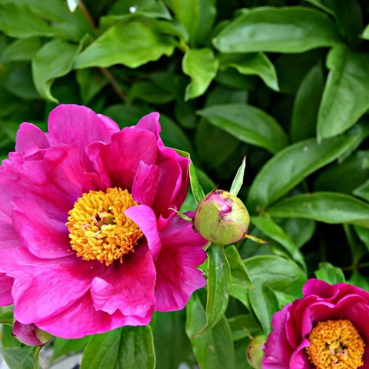 a garden tour of our spring blooms you won t be disappointed, gardening