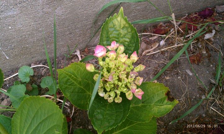 flowers blooming right now, flowers, gardening, hydrangea, Hydrangea starting to bloom close up
