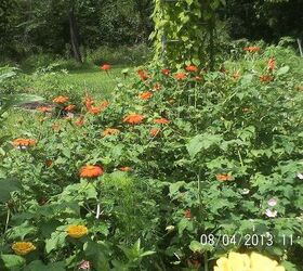 just some of the flowers in our yard, flowers, gardening, Mexican Sunflowers and Zinnia