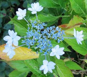 my garden in summer, flowers, gardening, hydrangea, Shooting Star Hydrangea was pretty but became a snack for the deer