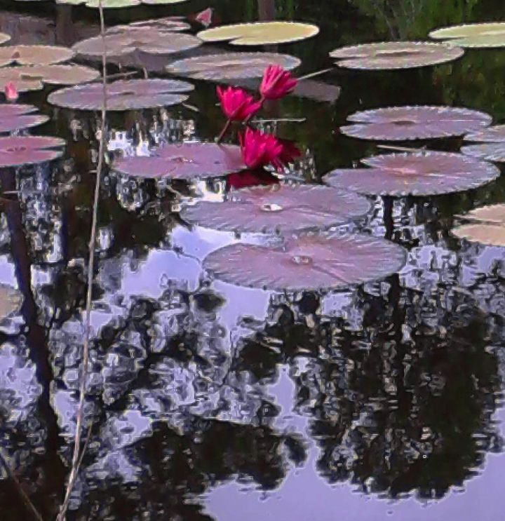fort getaway, night blooming lilies in our pond
