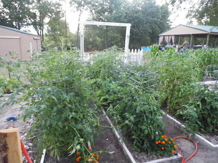 up date on garden, gardening, tomato