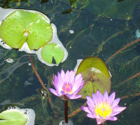 waterlilies, ponds water features, Meet Tina