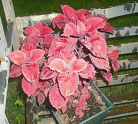 new garden and pond, flowers, gardening, hibiscus, outdoor living, ponds water features, I was so pleased with theis Coleus that is in a pot this now is 2 and half feet tall