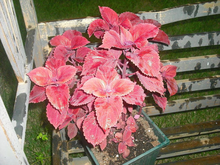 new garden and pond, flowers, gardening, hibiscus, outdoor living, ponds water features, I was so pleased with theis Coleus that is in a pot this now is 2 and half feet tall