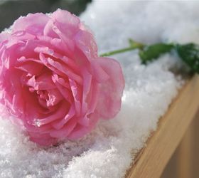 gardening in november, flowers, gardening, Our Rose in November snow