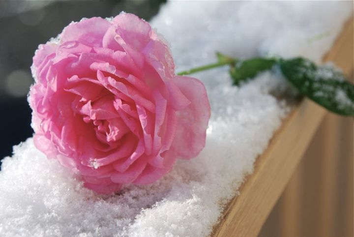 gardening in november, flowers, gardening, Our Rose in November snow