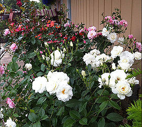 starting over creating a country rose garden, flowers, gardening, Floribunda Rose Garden view from the North with Iceberg featured for its hardiness and beauty at night as a white rose to frame the garden springgardening roses gardening flowers beauty
