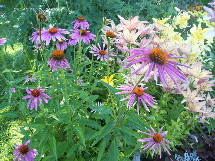 my proudest diy moment 20 years in the making, flowers, gardening, perennials, Favorite perennials Purple coneflowers