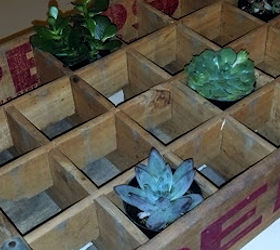 antique pepsi crate turned succulent holder, flowers, gardening, repurposing upcycling, succulents