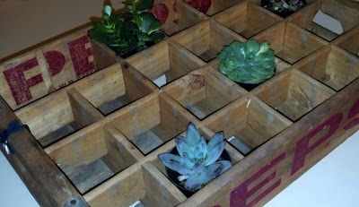 antique pepsi crate turned succulent holder, flowers, gardening, repurposing upcycling, succulents