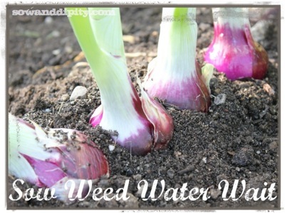 sow weed water wait, gardening