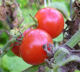 tomato ripening, gardening