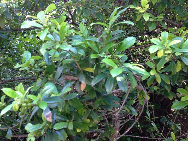 can someone help identify this tree for me, gardening, Close up view of the leaves