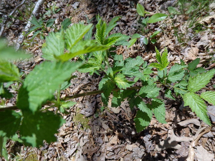 name these plants, flowers, gardening, know what this is