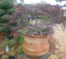 pot rambling, container gardening, flowers, gardening, hydrangea, perennials, The top was broken out of this Japanese Maple so it was obviously meant to go in a pot under planted with some million bells and variegated needlepoint ivy