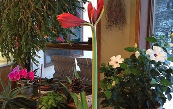 Flowering Plants in January in My Home, British Columbia