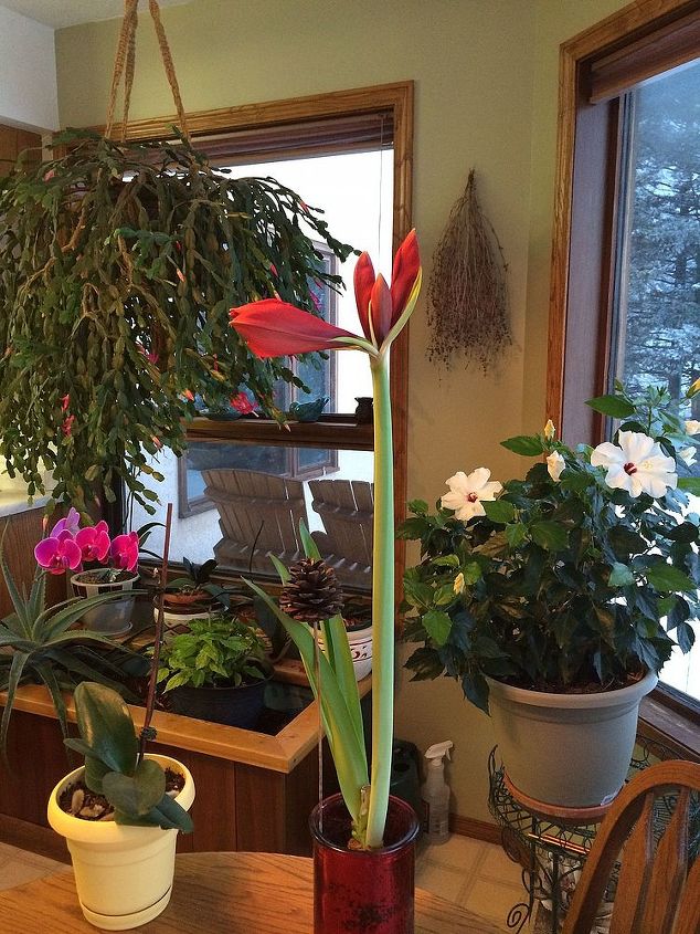 flowering plants in january in my home british columbia, flowers, gardening, hibiscus