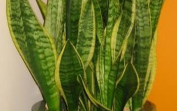 6 Air Purifying House Plants